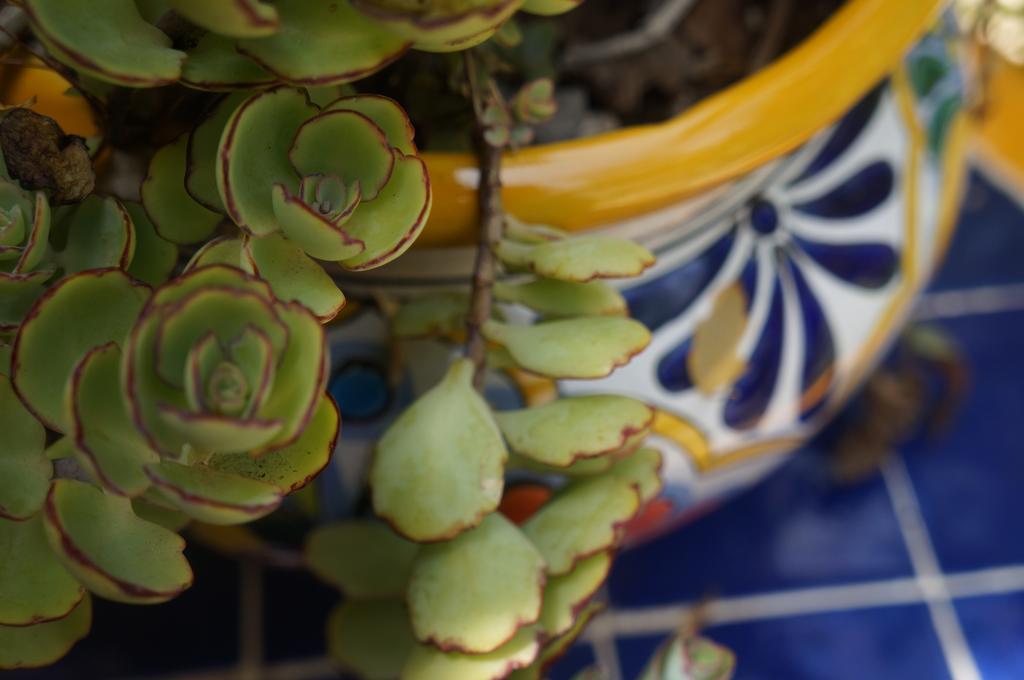 Zenaliza Bed & Breakfast Tulum